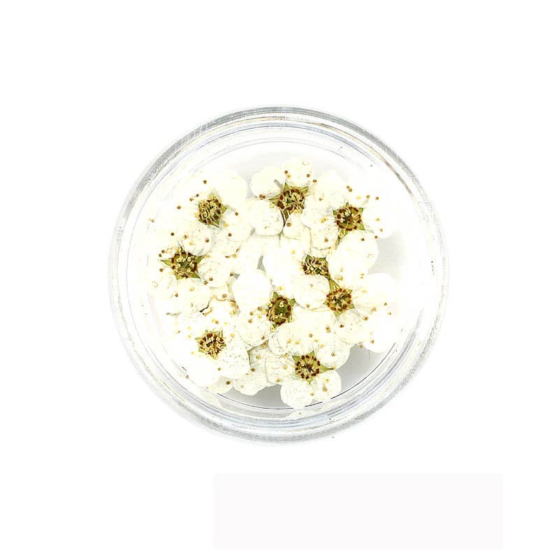 Florecitas Deco - Blanca