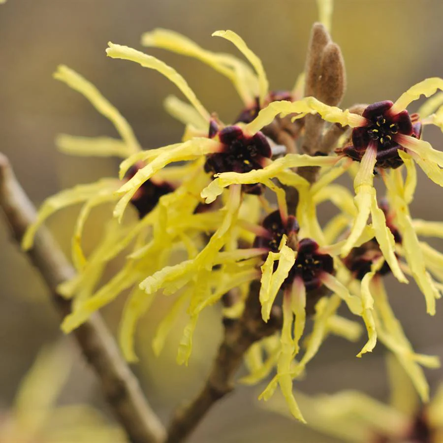 Hamamelis - Extracto en tonico