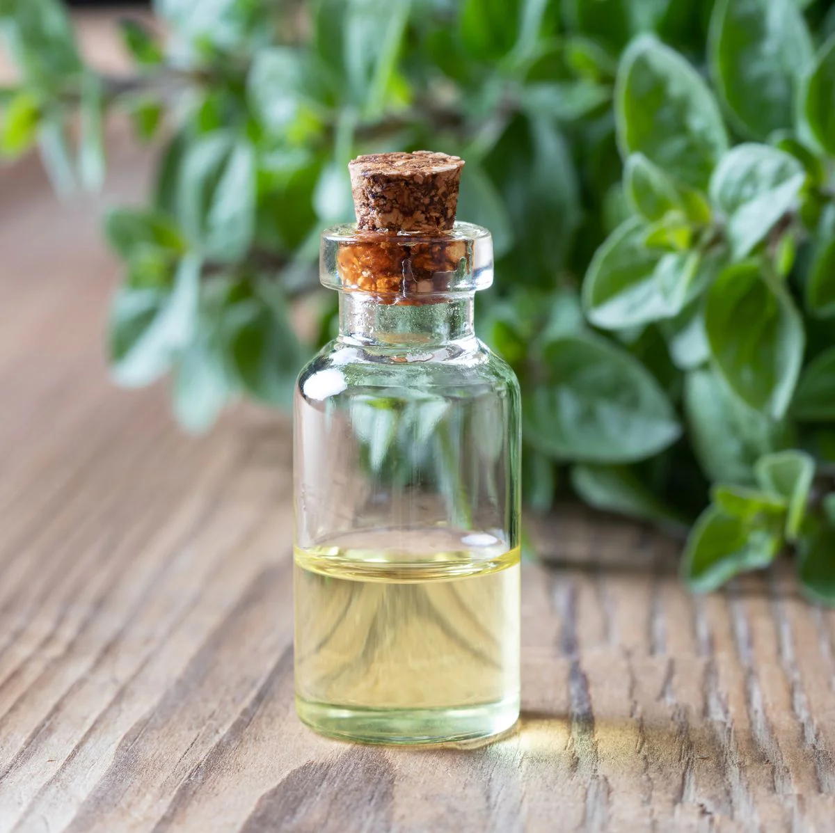 Oregano Comestible - Aceite Esencial FG